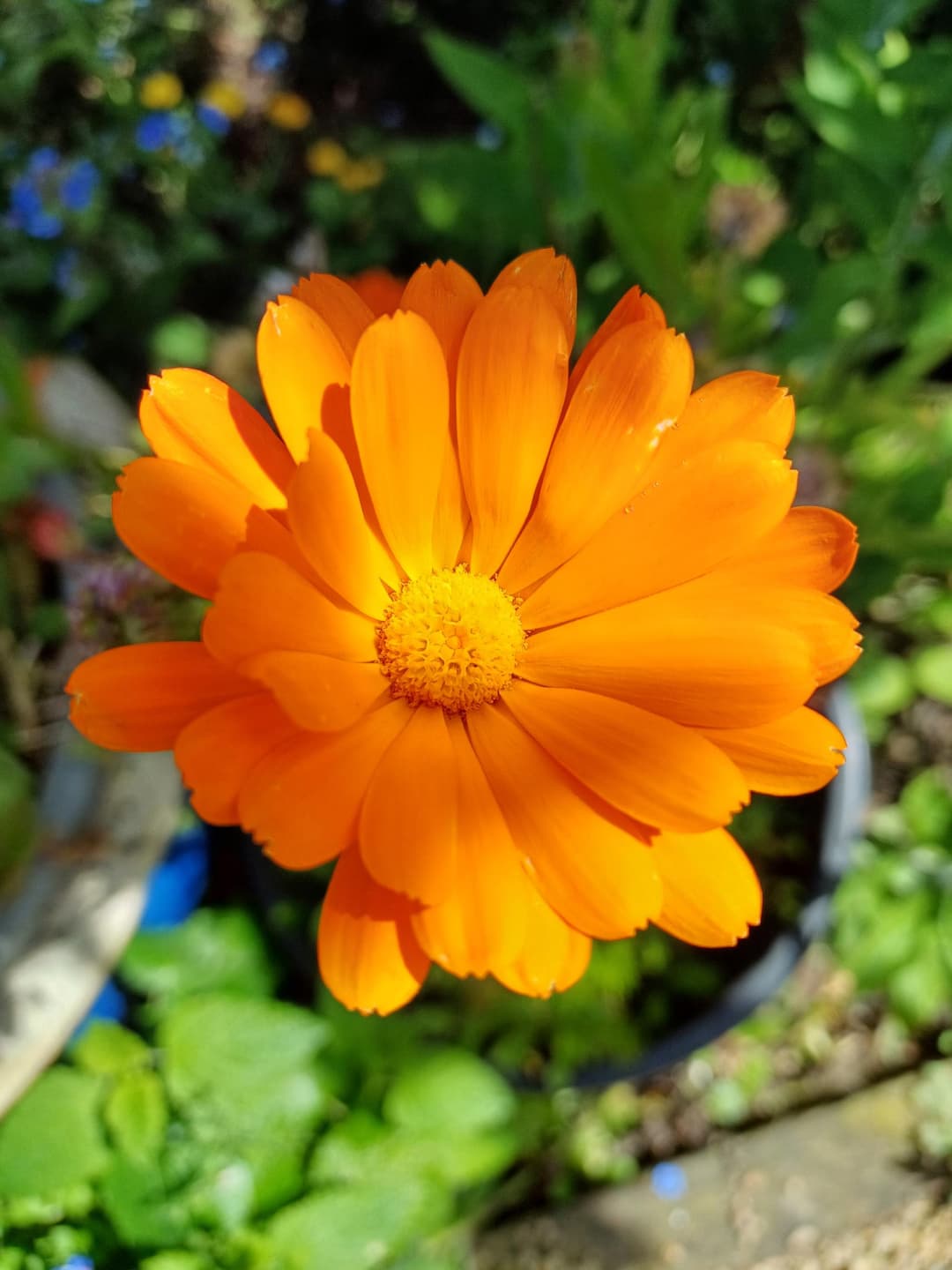 Gallery : Calendular.jpg