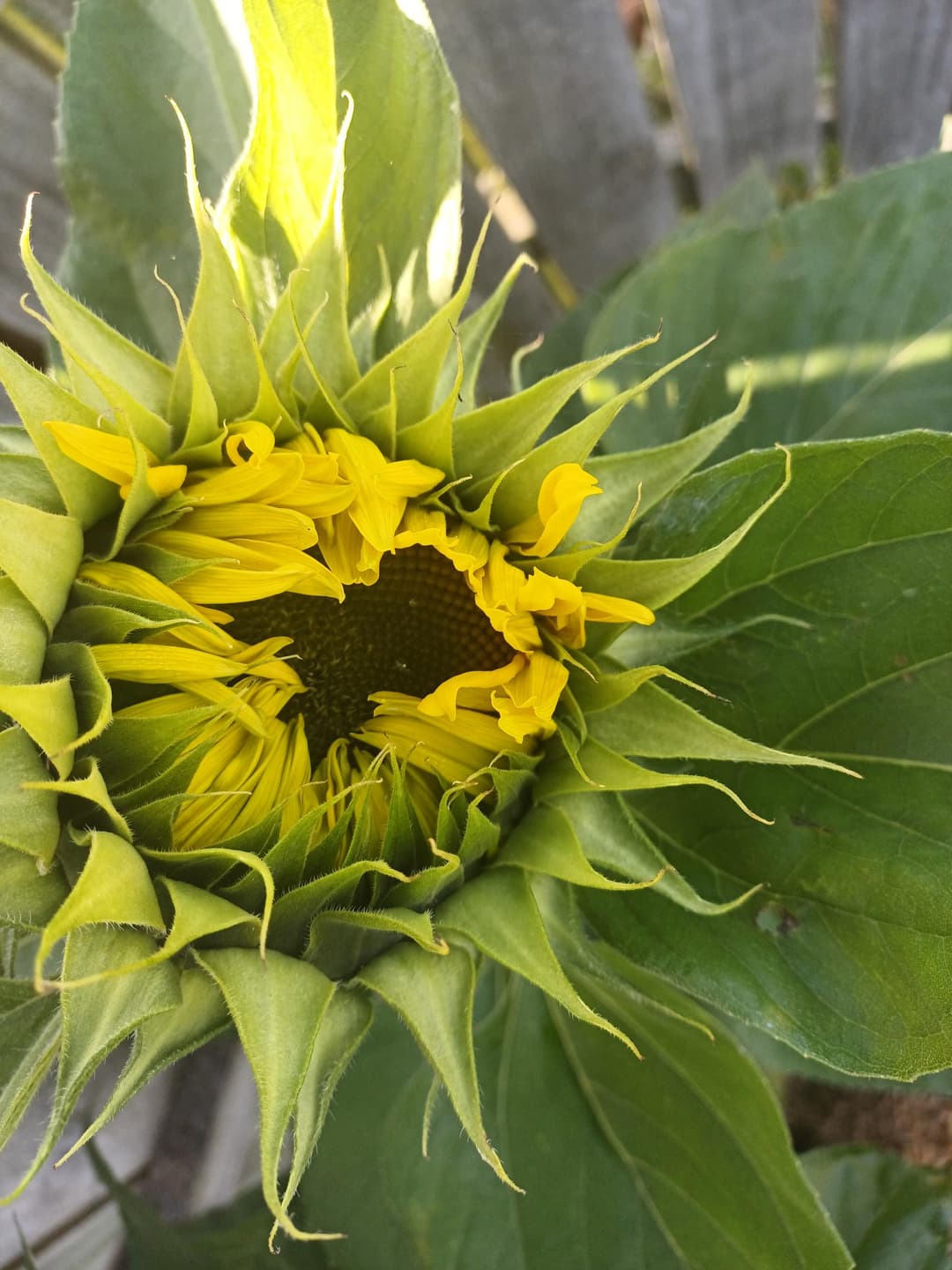 Gallery : Sunflower.jpg