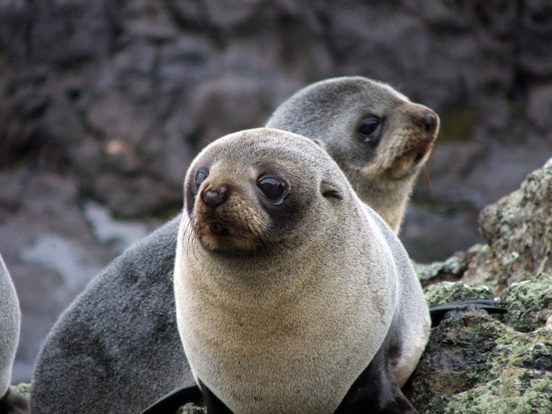 NZ-Fur-Seals-1-1589586791